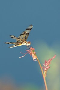 for-dragonfly411.jpg