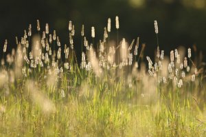 grass0001.jpg