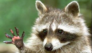 waving rac.jpg