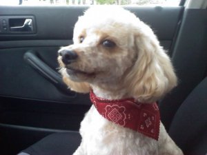 peteybandana9189.jpg