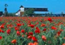 POPPY FIELD.jpg