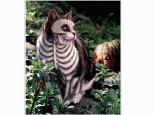 jmtcat14.jpg