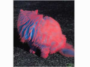 jmtcat36.jpg