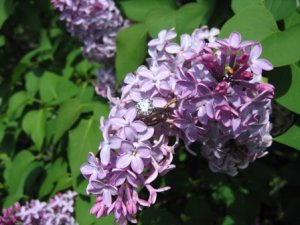KGL in the lilacs.JPG