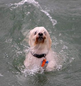0ppdog4.jpg