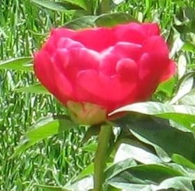 peonies1234XV.jpg