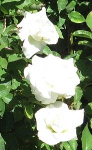 whiterosesabc123.jpg
