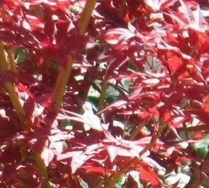 japanesemaple123abcd.jpg