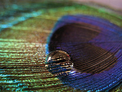 2371972657_4eb4437df7_m.jpg