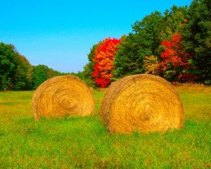 2hay.jpg