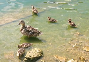 quackquack.jpg