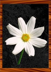 57whiteflowerframed1.jpg