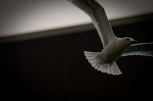 seagull.jpg