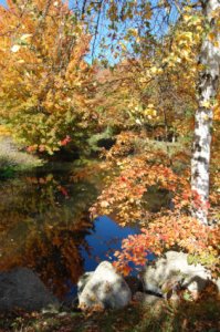 fall foliage.jpg