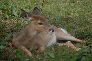 fawn1.JPG