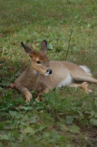 fawn_2.JPG