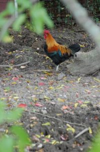 cock1.JPG