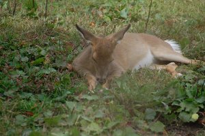 Fawn_3.JPG