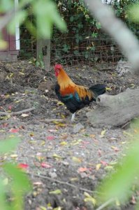 cock2.JPG
