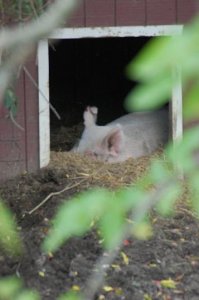 Big Pig.JPG