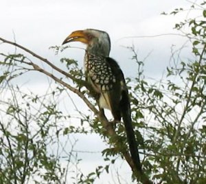 IMG_1013.jpg