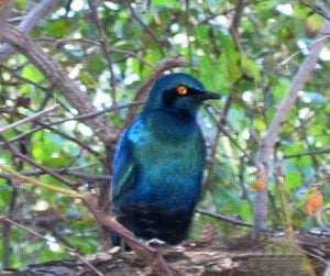 IMG_0681.jpg