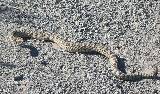 th_rattler.jpg
