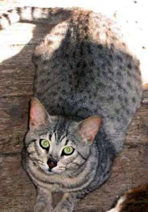 KITTEH!_2.jpg