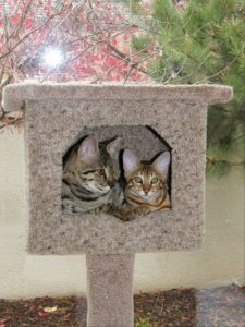 snugbugs.jpg
