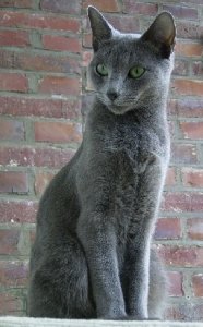 russian blue.JPG
