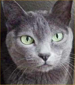 korat-cat-facts.jpg