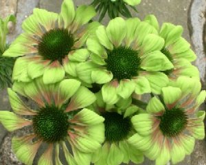 echinacea_green_envy2.jpg