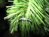 Christmas Tree2.jpg