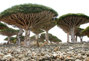 rsz_mushroom_trees.jpg