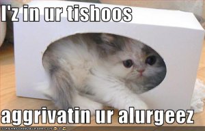 funny-pictures-kitten-is-in-your-tissue-box.jpg