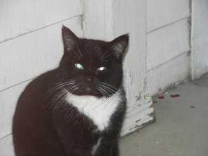 sockscat.JPG