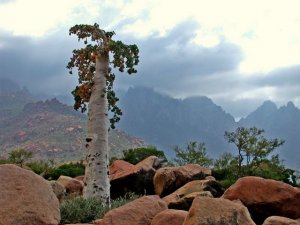 Cucumber tree.jpg