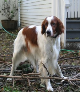 dog photos to send_6.jpg