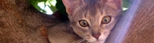 Abyssinian-cat-club-welcome.jpg