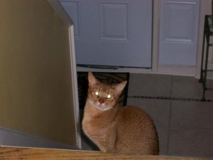 Murphy resized2.JPG