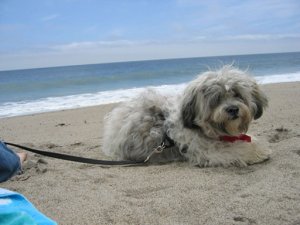 garybeach999991.jpg