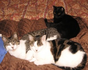 tabbycats2549.JPG tabbycats2549.JPG