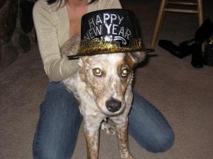 HAPPY New Years dog.JPG