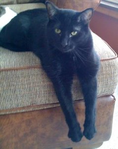Shadow lounging2.jpg