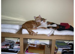 AnGsnugglepic1.jpg