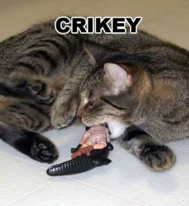 crikey.jpg