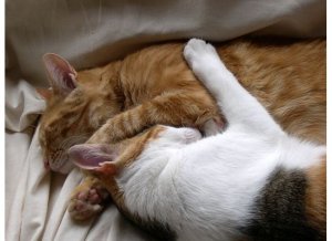 AnGsnugglepic3.jpg