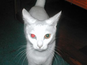 sadie1.jpg