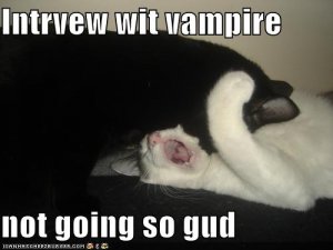 funny-pictures-interview-with-vampire-cats.jpg