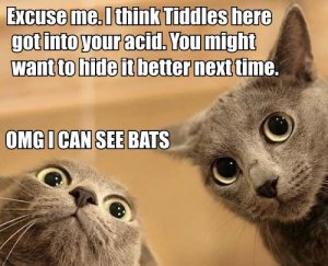 acidbats.jpg
